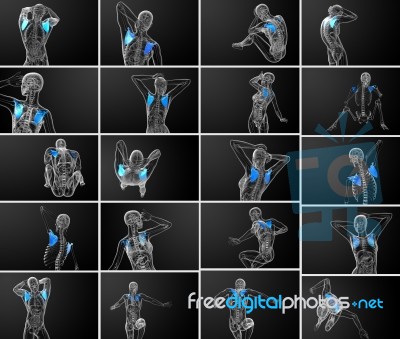 3d Rendering  Medical Illustration Of The Scapula Bone Stock Image