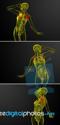 3d Rendering Medical Illustration Of The Scapula Bone Stock Image