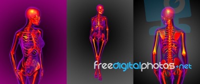 3d Rendering Medical Illustration Of The Skeleton Stock Image 3d Rendering Medical Illustration Of The Skeleton Stock Image