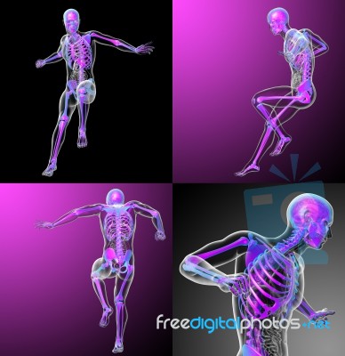 3d Rendering Medical Illustration Of The Skeleton Stock Image