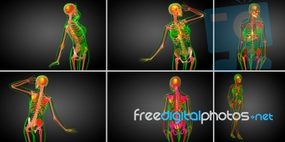 3d Rendering  Medical Illustration Of The Skeleton Bone Stock Image
