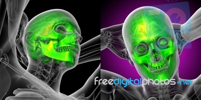 3d Rendering Medical Illustration Of The Skull Stock Image
