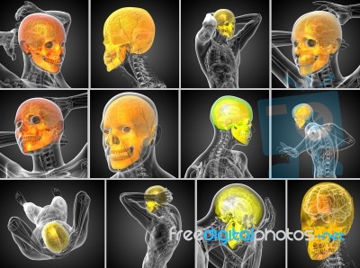 3d Rendering Medical Illustration Of The Skull Stock Image