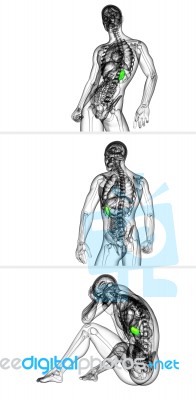 3d Rendering Medical Illustration Of The Spleen Stock Image