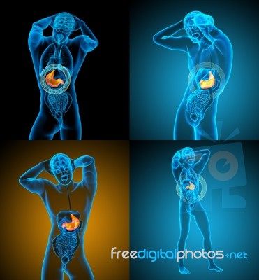 3d Rendering Medical Illustration Of The Stomach Stock Image