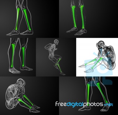3d Rendering Medical Illustration Of The Tibia Bone Stock Image