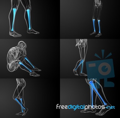 3d Rendering Medical Illustration Of The Tibia Bone Stock Image