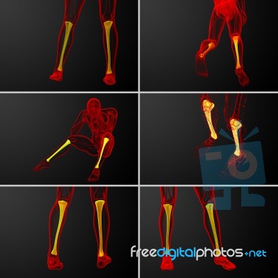 3d Rendering Medical Illustration Of The Tibia Bone Stock Image