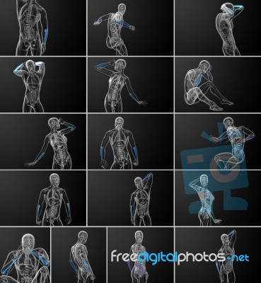 3d Rendering Medical Illustration Of The Ulna Bone Stock Image