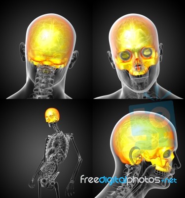 3d Rendering Medical Illustration Of The Upper Skull Stock Image