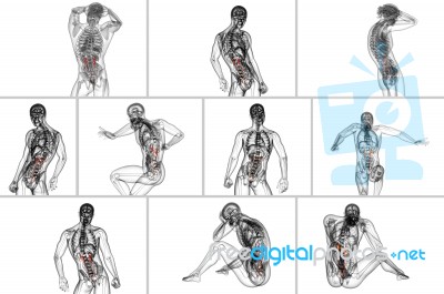 3d Rendering Medical Illustration Of The Ureter Stock Image
