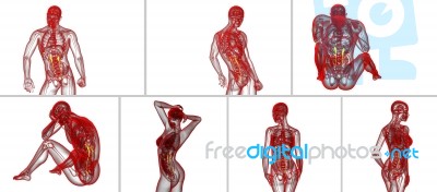 3d Rendering Medical Illustration Of The Ureter Stock Image