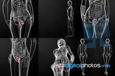 3d Rendering Of Female Bladder Anatomy X-ray Stock Image