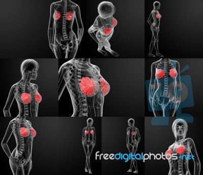3d Rendering Of Female Breast Anatomy X-ray Stock Image