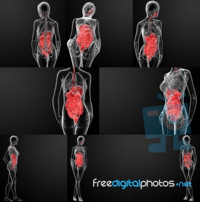 3d Rendering Of Female Digestive System Stock Image