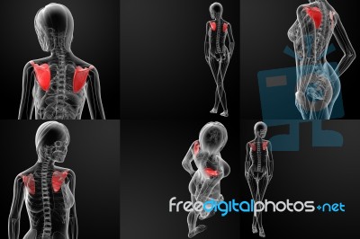 3d Rendering Of Female Scapula Bone Stock Image