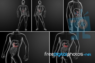 3d Rendering Of Gallblader And Pancrease Stock Image