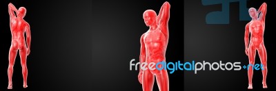 3d Rendering Of  Human Anatomy Stock Image