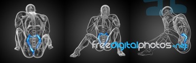3d Rendering Of Human Digestive System Large Intestine Stock Image