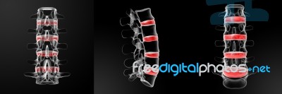 3d Rendering Of  Human Intervertebral Discs Stock Image