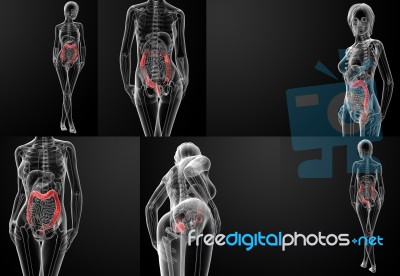 3d Rendering Of Human Large Intestine Stock Image