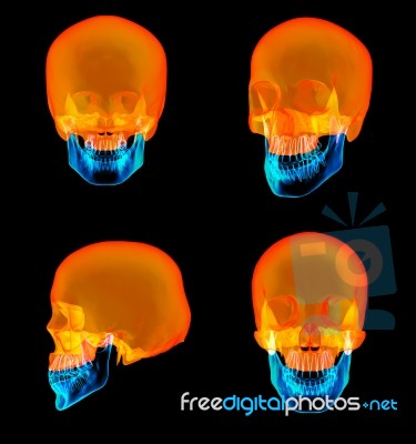 3d Rendering Of Human Skull Upper Half Stock Image