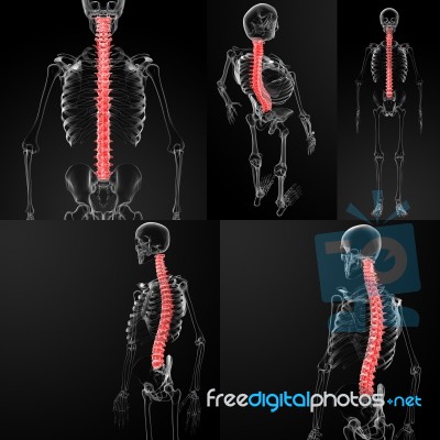 3d Rendering Of  Human Spine Stock Image