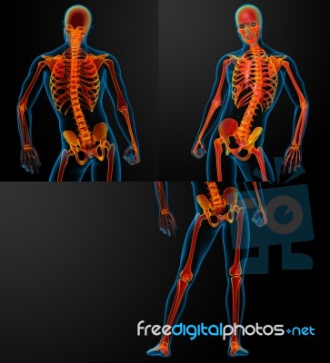 3d Rendering Of Skeleton Stock Image