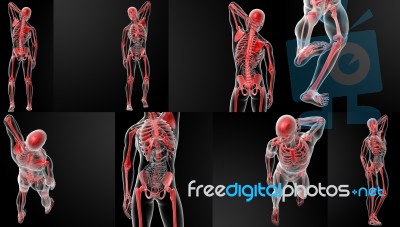 3d Rendering Of Skeleton By X-rays Stock Image