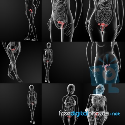 3d Rendering Of The Female Reproductive System Stock Image