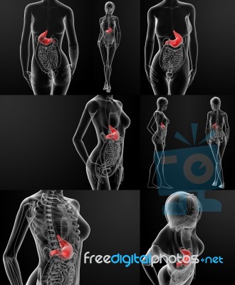 3d Rendering Of The Female Stomach Stock Image