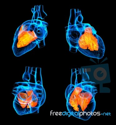 3d Rendering Of The Heart Atrium Stock Image