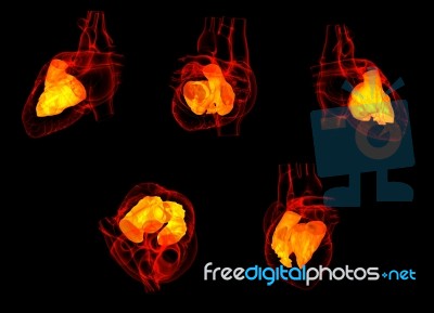 3d Rendering Of The  Heart Atrium Stock Image