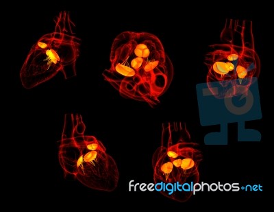 3d Rendering Of The  Heart Valve Stock Image