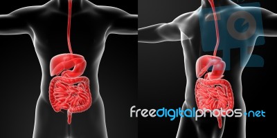 3d Rendering Of The Human Digestive System Stock Image