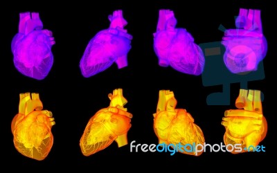 3d Rendering Of The Human Heart Stock Image