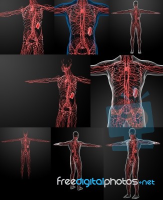 3d Rendering Of The Lymphatic System Stock Image