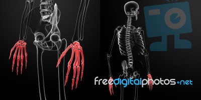 3d Rendering Of The Skeleton Visible Hand Stock Image