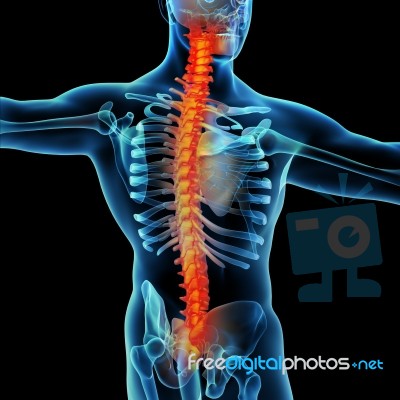 3d Rendering Skeleton Of The Man With The Backache Stock Image