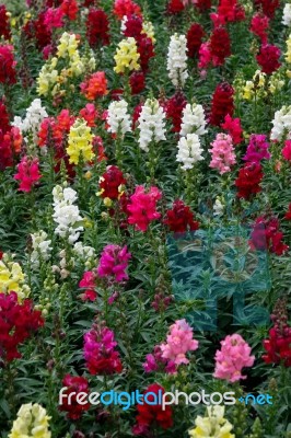 A Bed Of Multicoloured Antirrhinums Stock Photo
