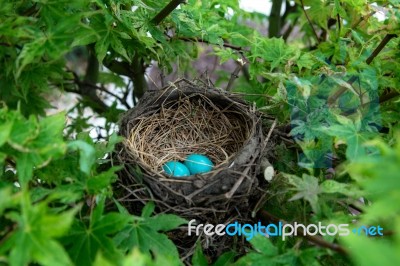 A Birdnest With 2 Blue Eggs Stock Photo