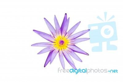 A Blooming Lotus Flower Stock Photo