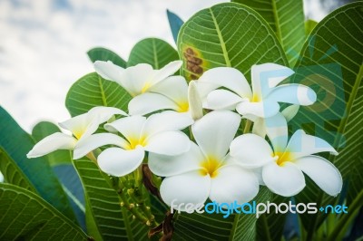 A Bouquet Of Plumeria ( Frangipani ) Flowers On Trees That Specific Flowers Stock Photo