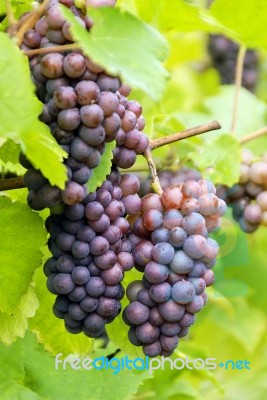 A Bunch Of Grapes On A Vine Stock Photo
