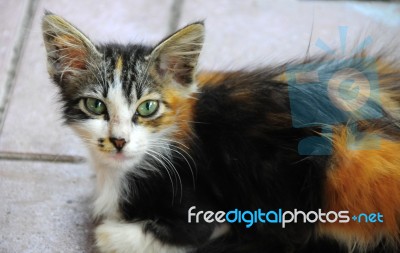 A Cat Is Sitting,  Looking At Photographer Stock Photo