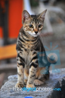 A Cat Looking Around By Enthusiasts Stock Photo