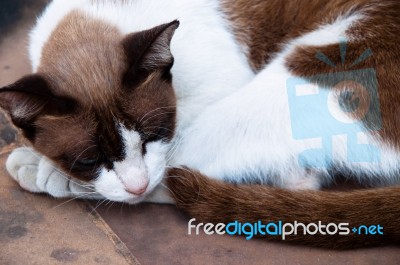 A Cat Sleep Like Lazy Stock Photo