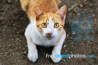 A Cat Stare At Someone Stock Photo