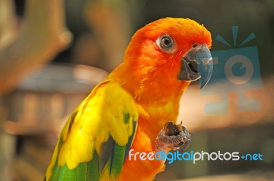 A Colorful Parrot Stock Photo