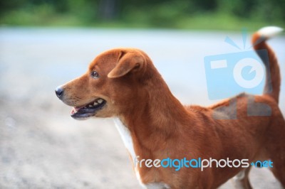 A Cute Brown Dog Outdoor Stock Photo